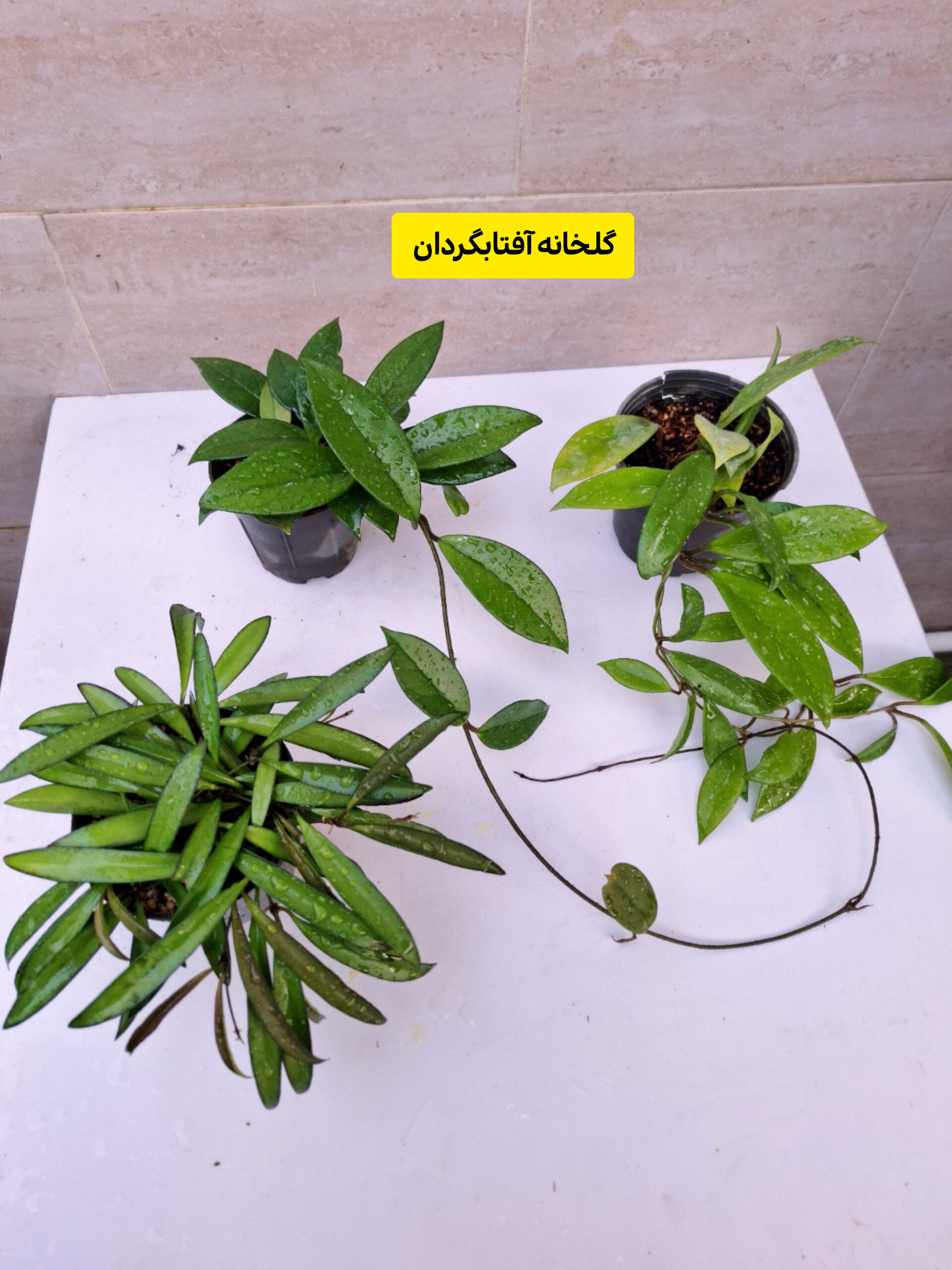 پک سه عددی هویا  ( هویا وایتی سبز ، هویا پابلیکالیس و هویا کارنوزا)