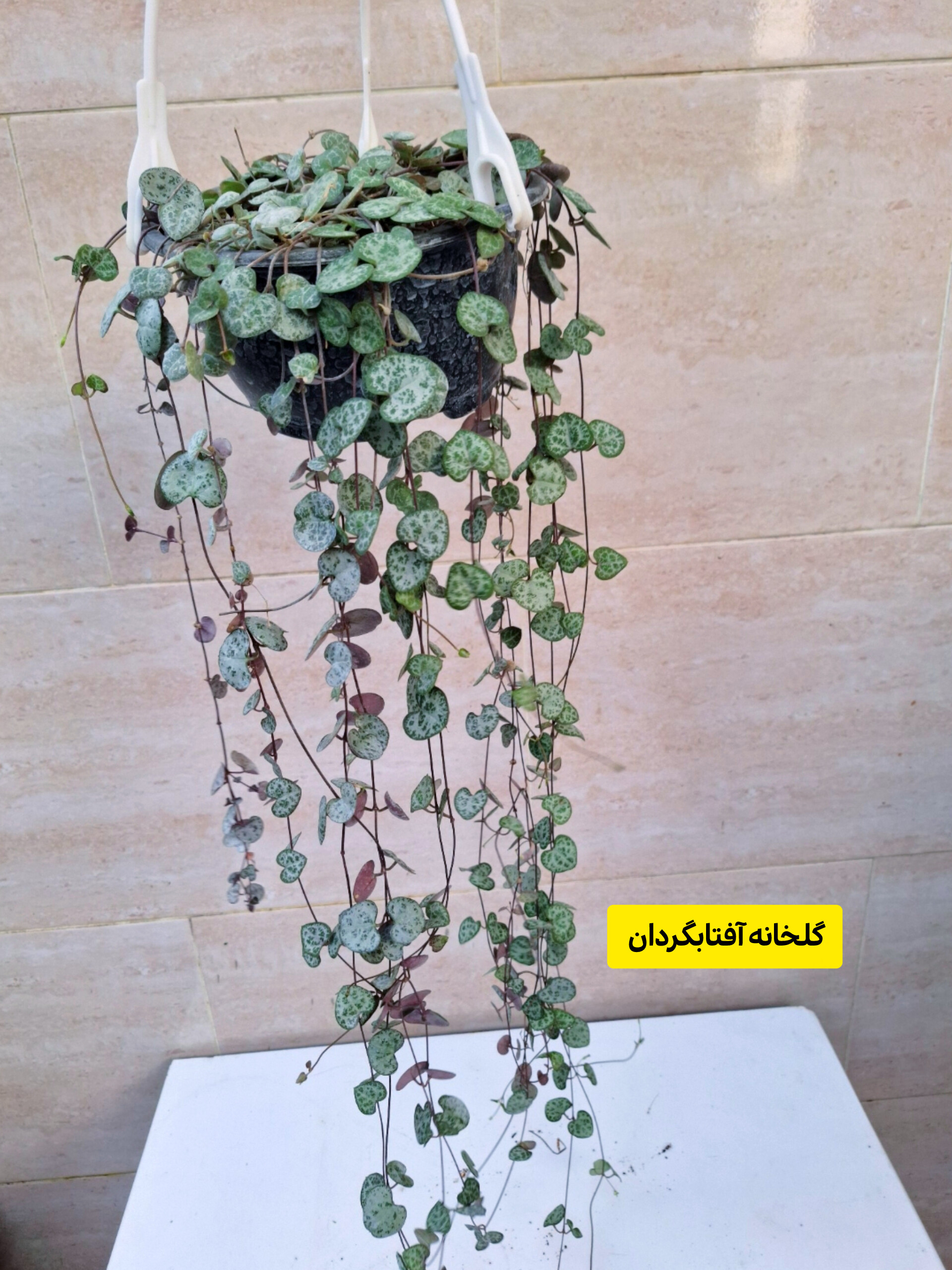 سروپژیا سبز  پر  و آویز بلند