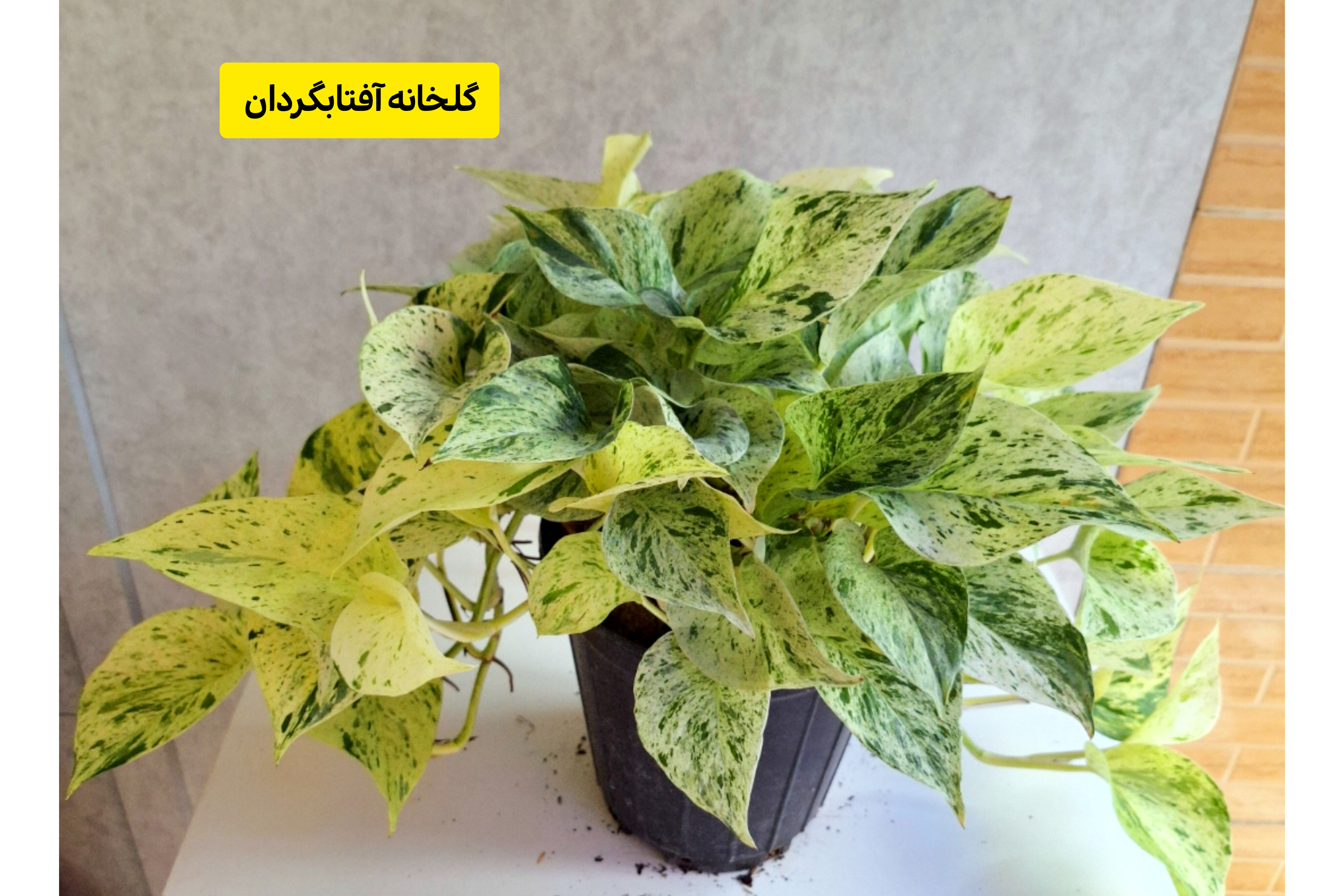 پتوس مرمری هلندی آویز دار برگ پهن