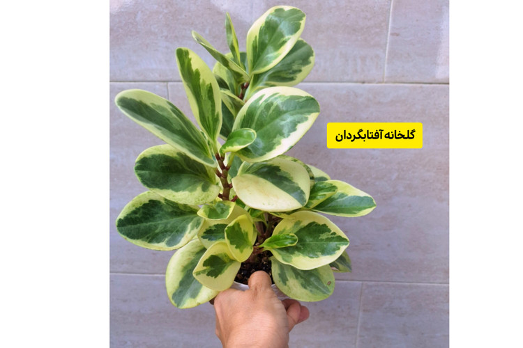 گل قاشقی ابلق