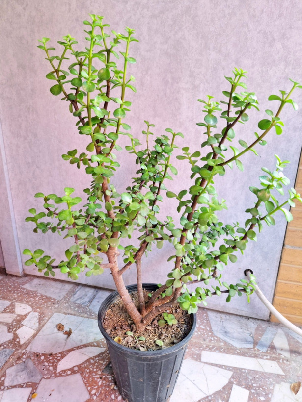 بنسای کراسولا خرفه ای پرشاخه ( پسکرایه)