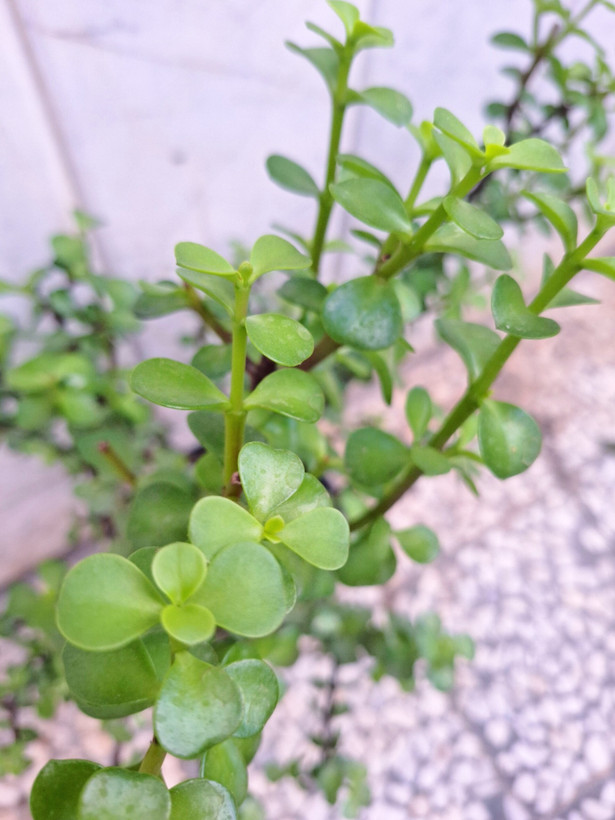 بنسای کراسولا خرفه ای پرشاخه ( پسکرایه)