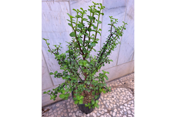 بنسای کراسولا خرفه ای پرشاخه ( پسکرایه)