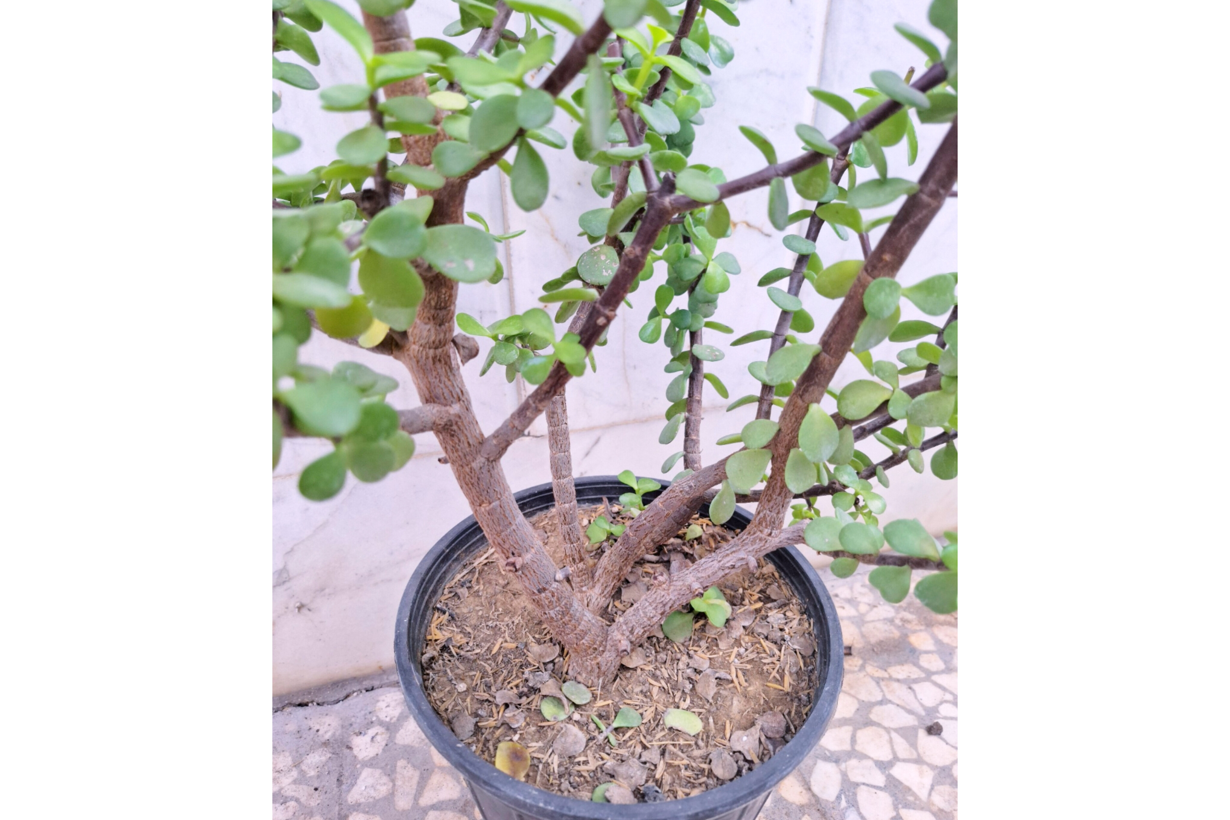 بنسای کراسولا خرفه ای پرشاخه ( پسکرایه)