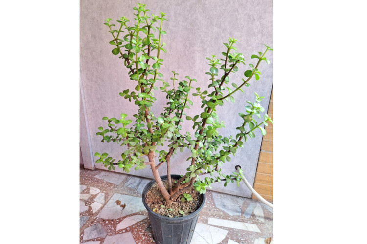 بنسای کراسولا خرفه ای پرشاخه ( پسکرایه)