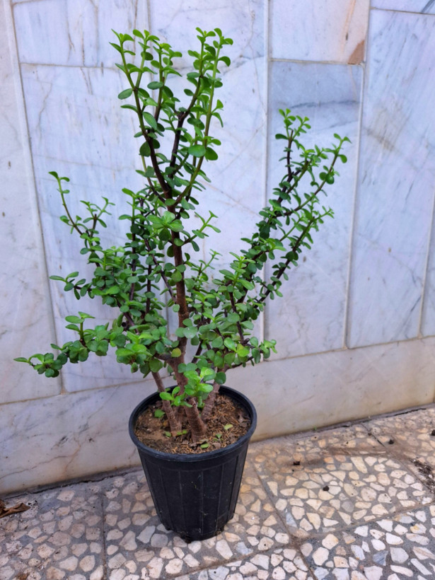 بنسای کراسولا خرفه ای پرشاخه ( پسکرایه)