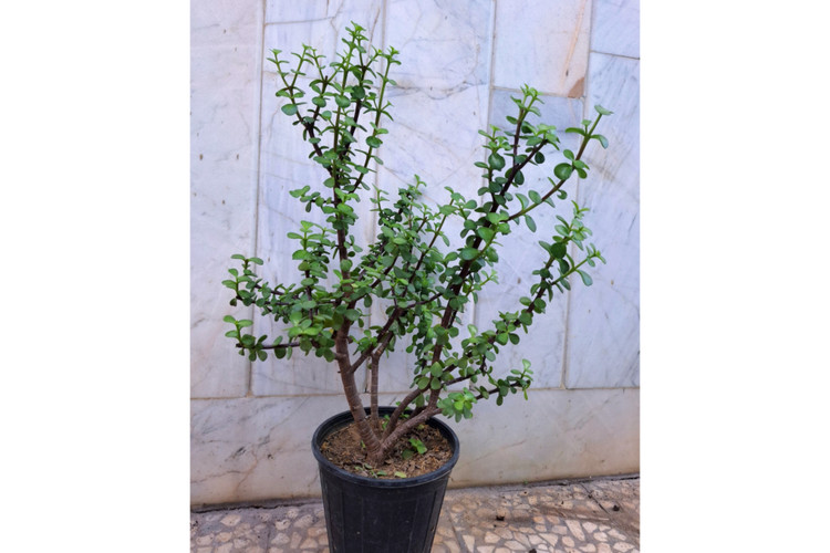 بنسای کراسولا خرفه ای پرشاخه ( پسکرایه)