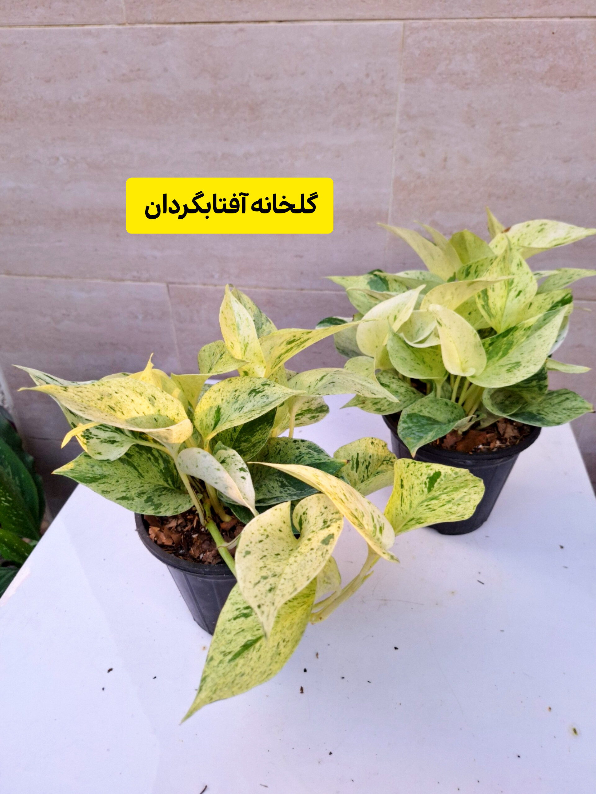پتوس مرمری پر بوته گلدان 3