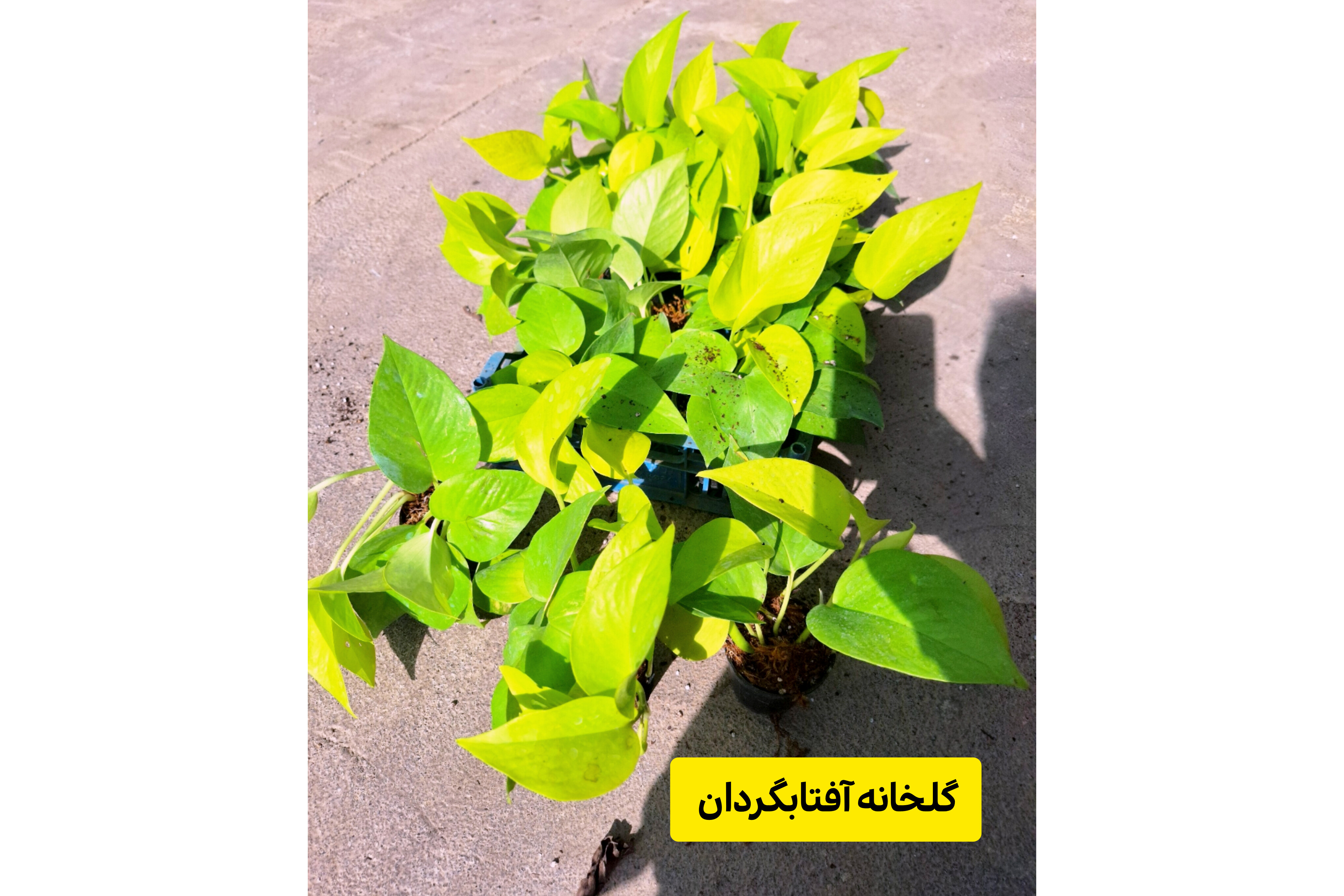 پک 5 عددی پتوس نئون سایز نشایی