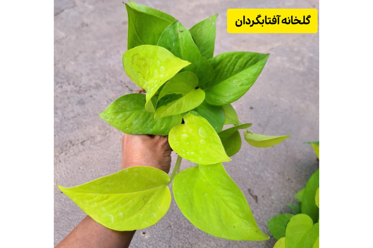 پک 5 عددی پتوس نئون سایز نشایی