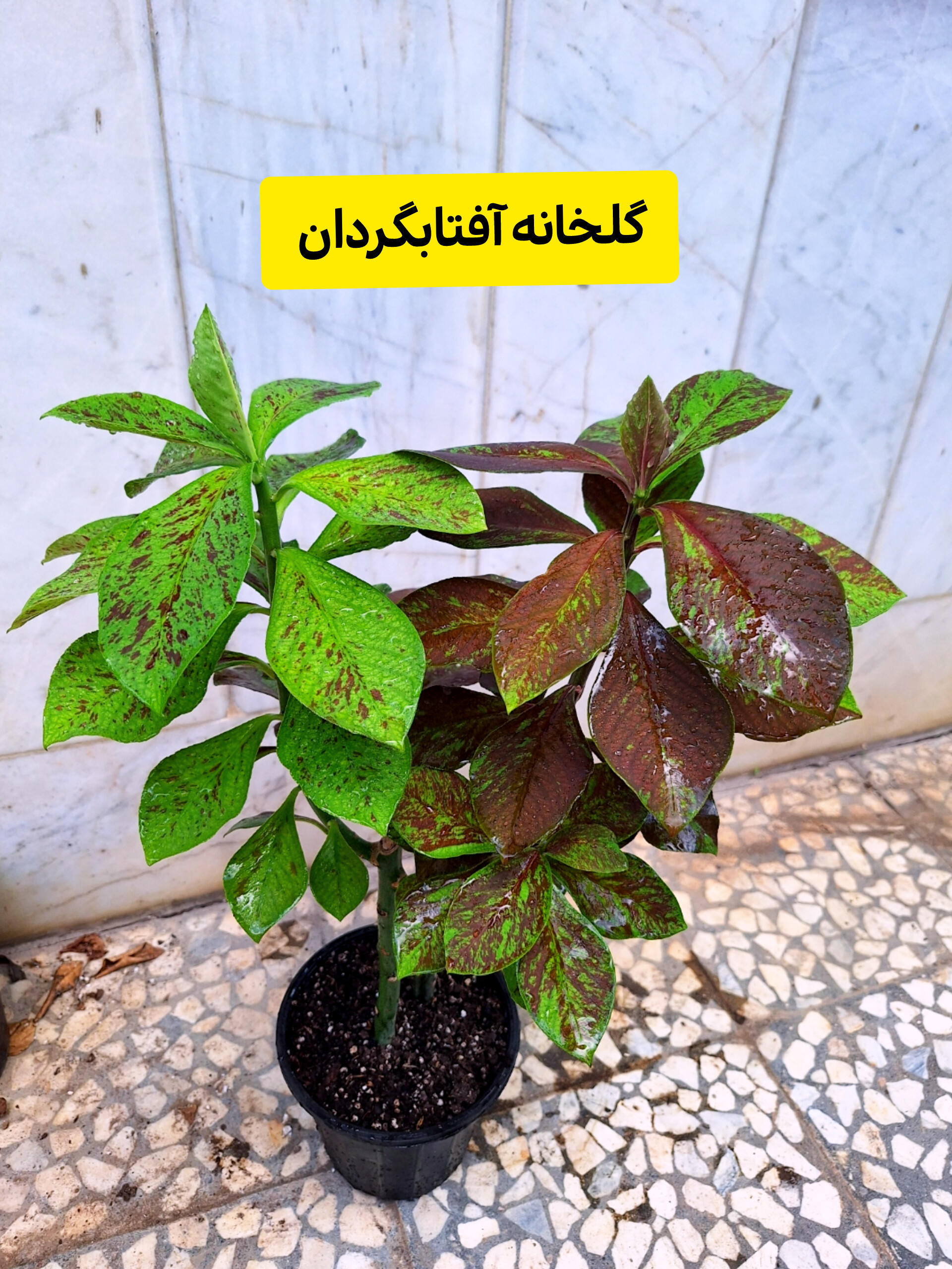 گیاه فردوس قرمز