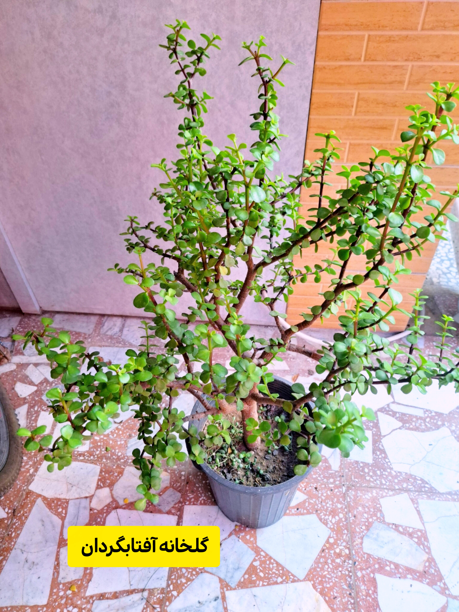 بنسای کراسولا خرفه ای