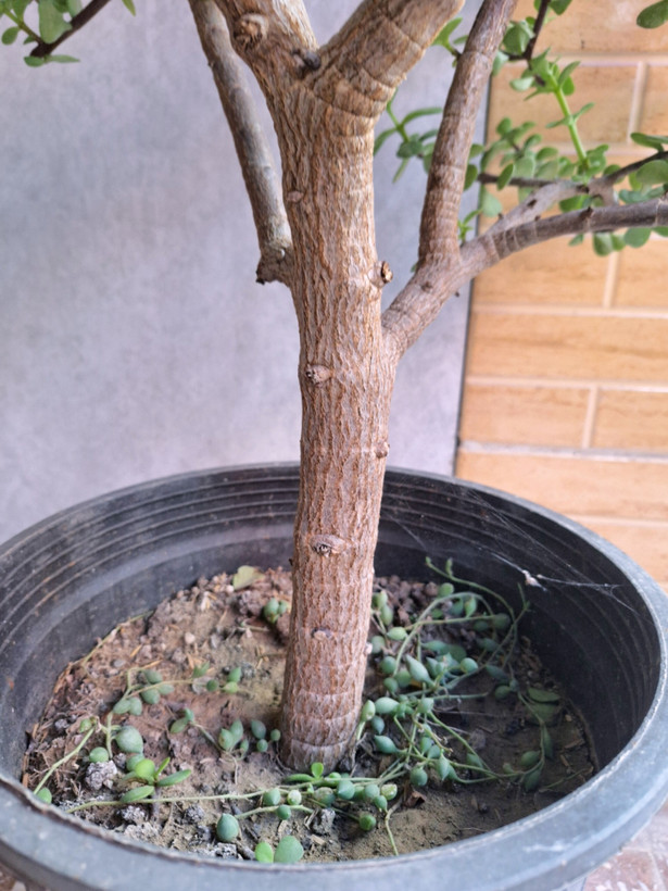 بنسای کراسولا خرفه ای