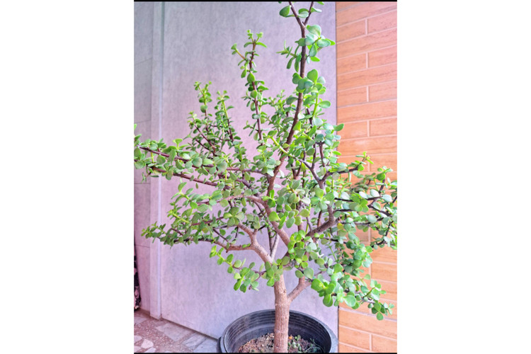 بنسای کراسولا خرفه ای