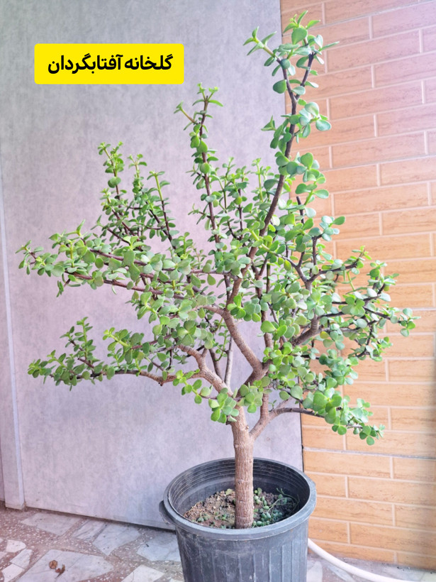 بنسای کراسولا خرفه ای
