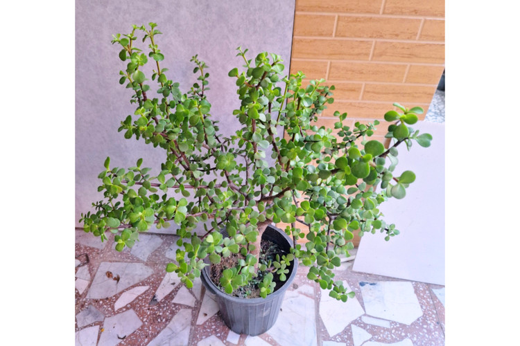 بنسای کراسولا خرفه ای