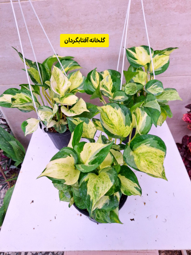 پتوس منجولا گلدان 3 پر شاخه و برگ پهن