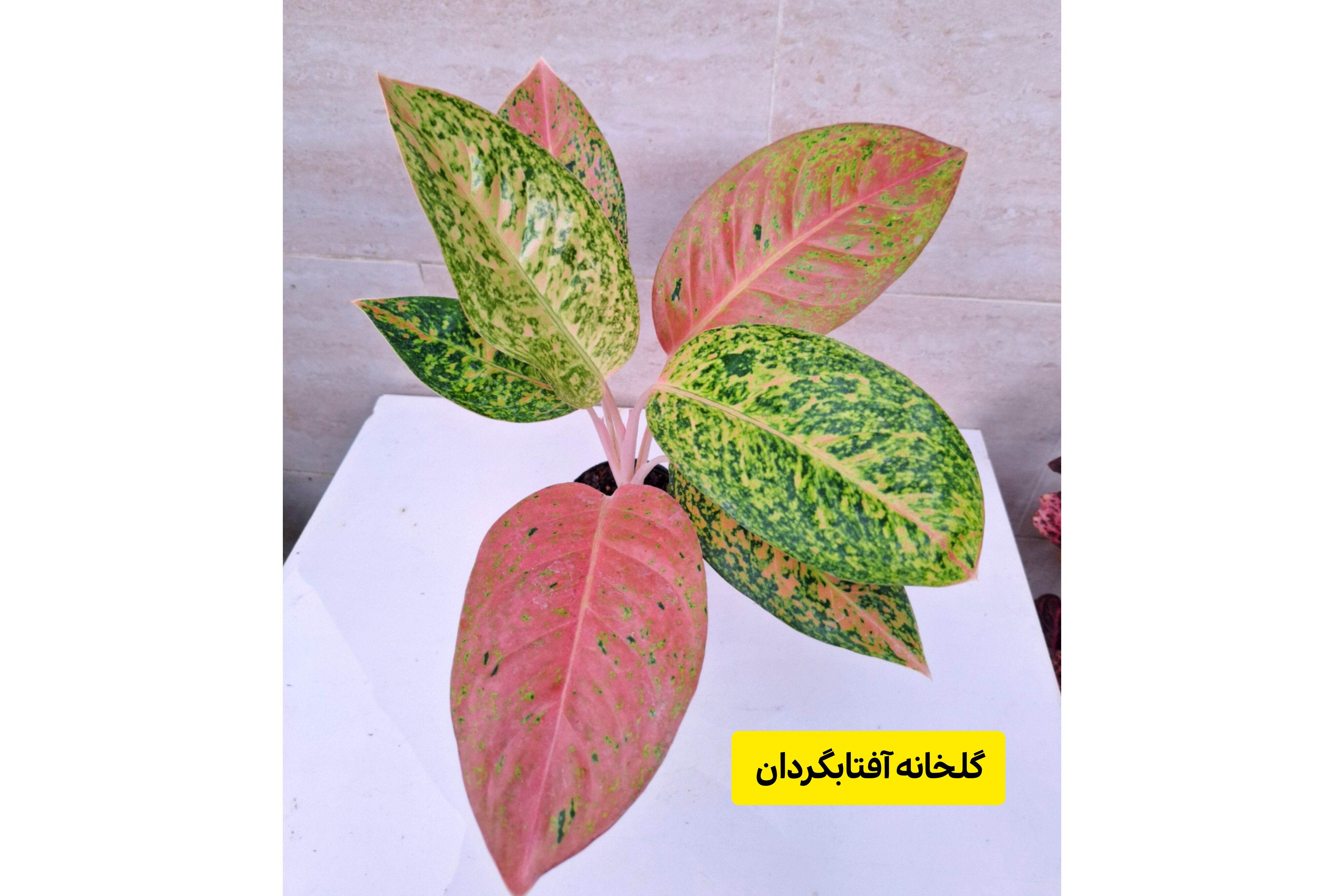 آگلونما پینک لیدی تک بوته