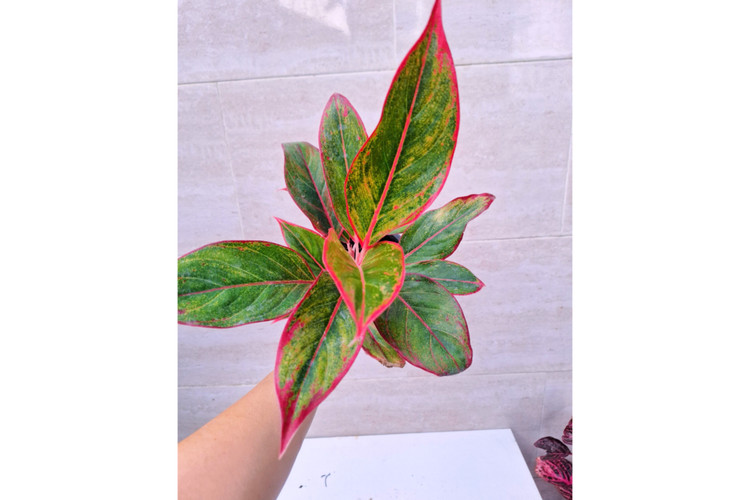 آگلونما لب ماتیکی چند بوته