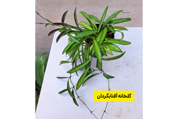 هویا وایتی سبز چند بوته و رانر بلند