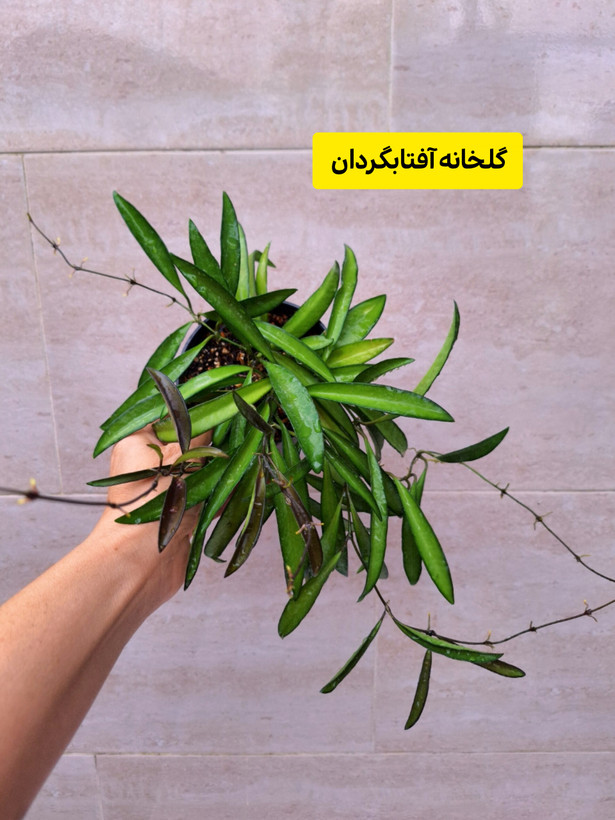 هویا وایتی سبز چند بوته و رانر بلند
