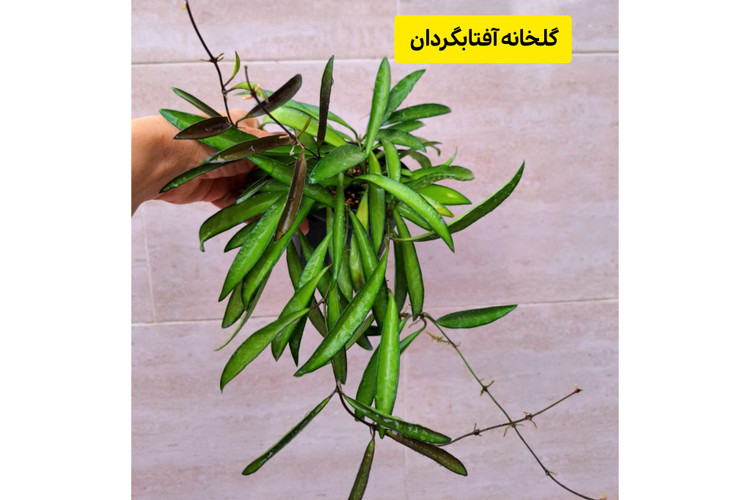 هویا وایتی سبز چند بوته و رانر بلند