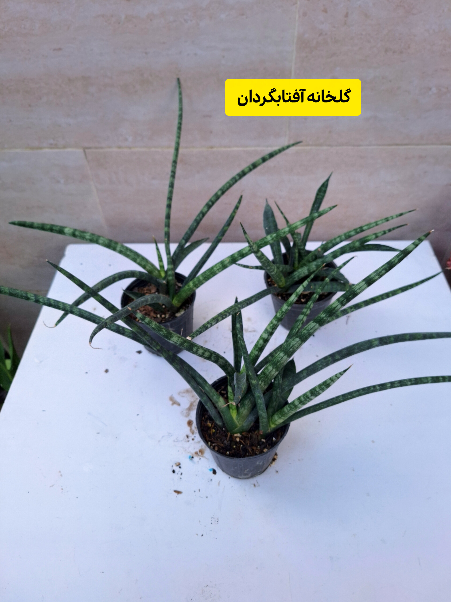 سانسوریا مدادی ( پک سه عددی)
