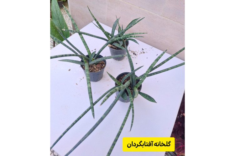 سانسوریا مدادی ( پک سه عددی)