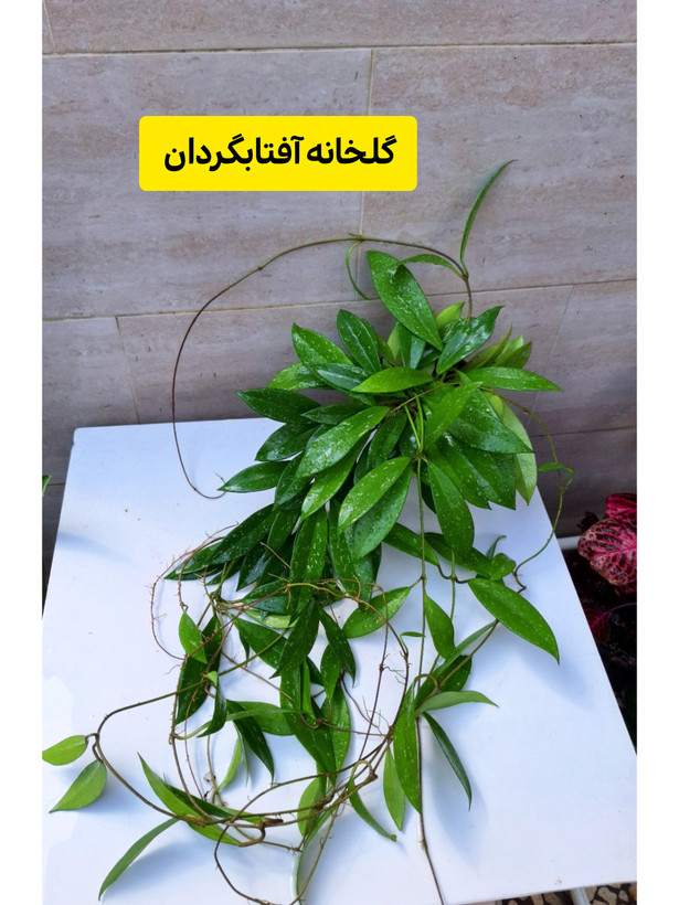 هویا پابلیکالیس رانر بلند و پر شاخه و آماده گلدهی
