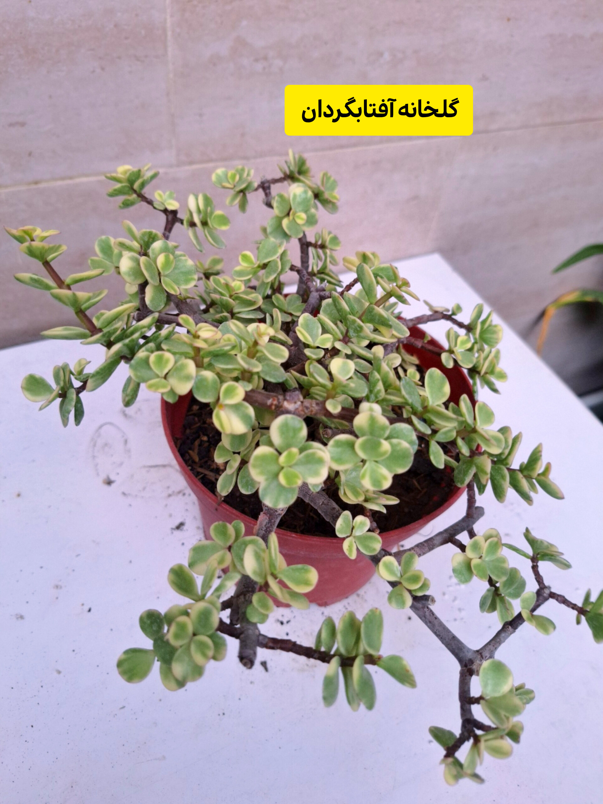 کراسولا خرفه ای ابلق  بنسایی گلدان پاچیرا