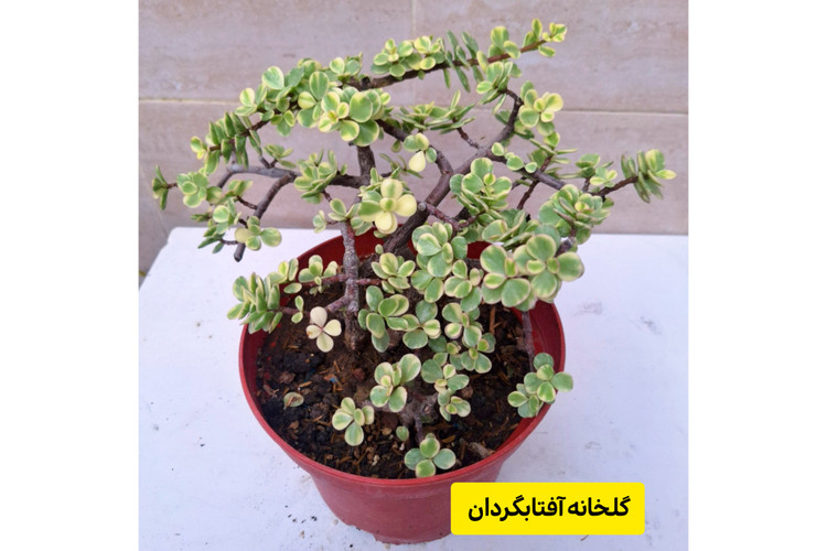 کراسولا خرفه ای ابلق بنسایی گلدان پاچیرا