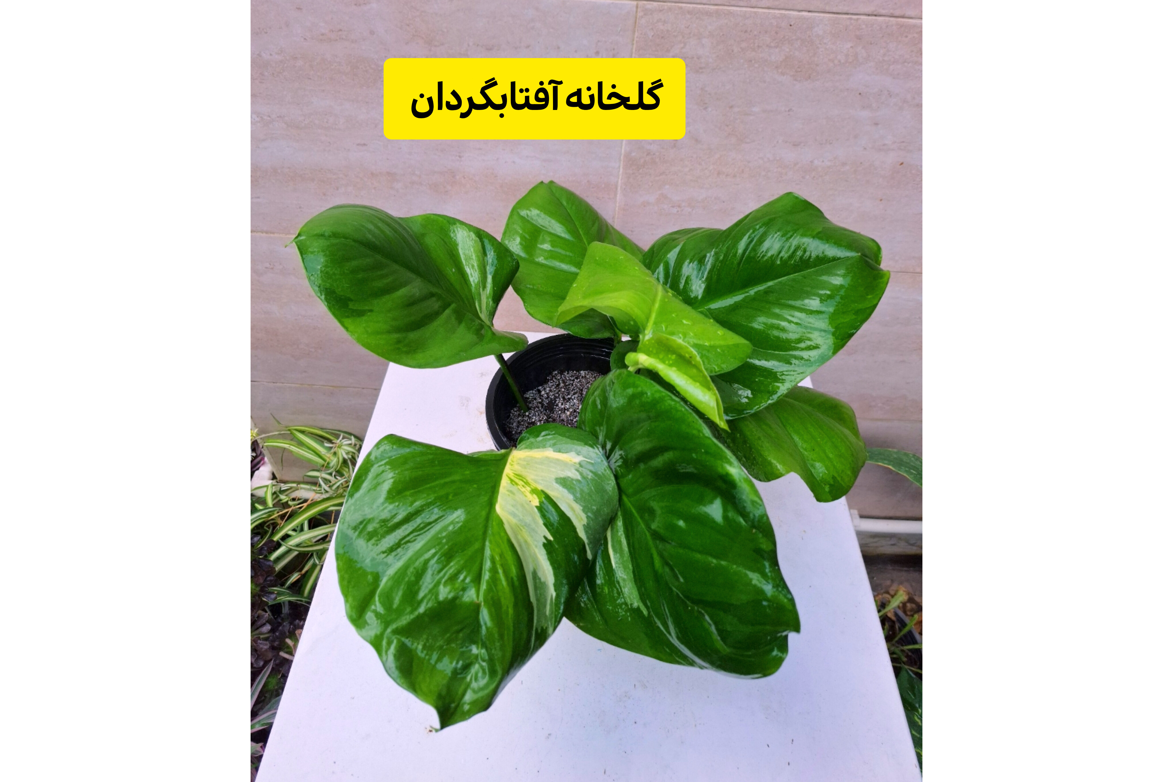 پتوس منجولای سبز برگ پهن