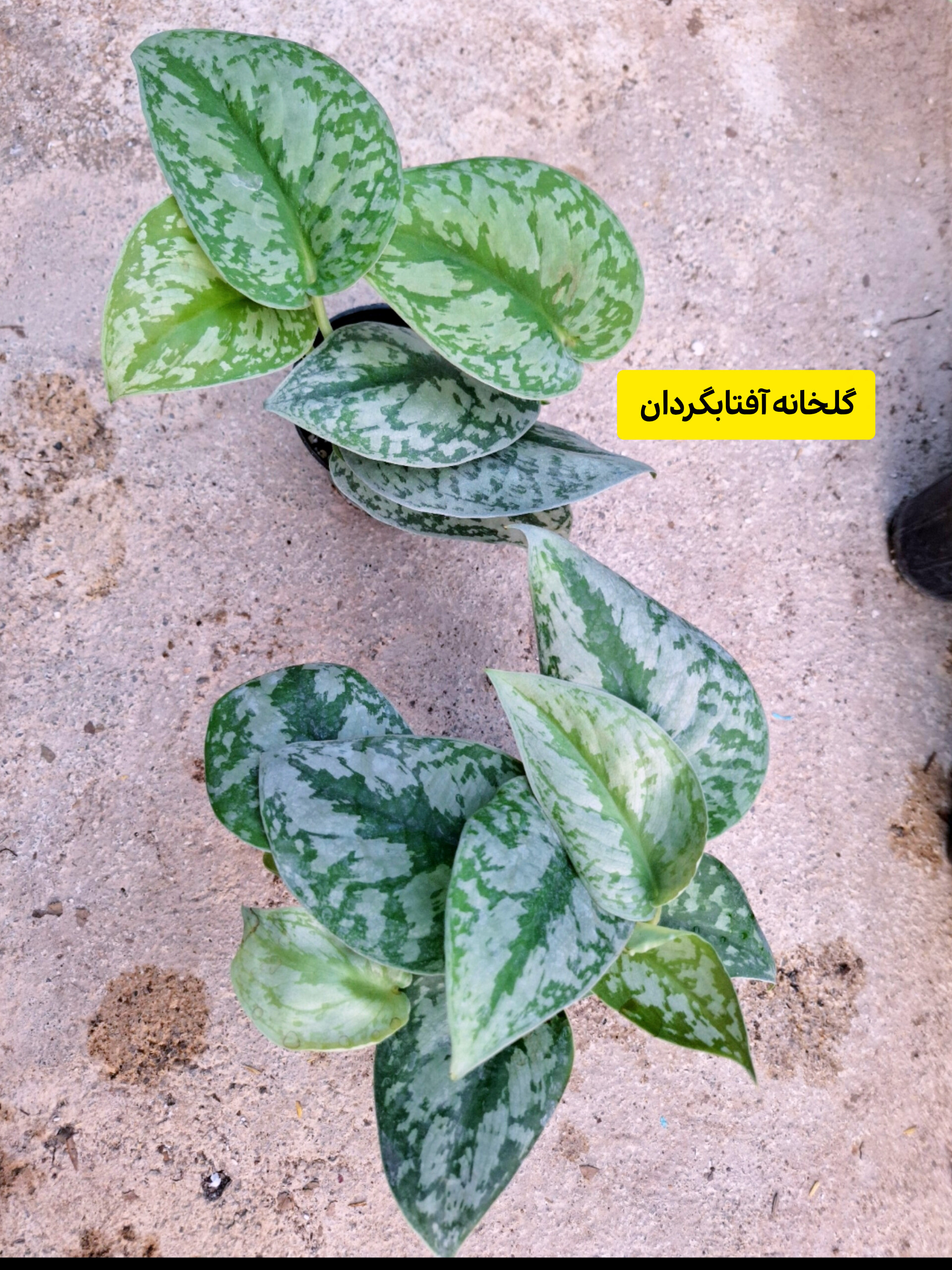 پتوس ببری گلدان ۱۲ (پک دو عددی)