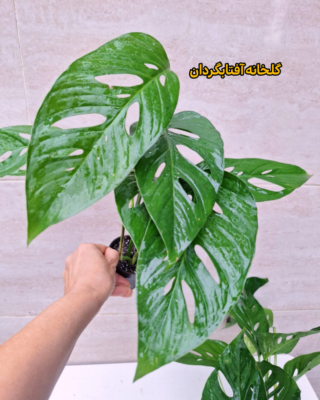 پتوس حصیری (مانسترا آدانسونی )سایز نشایی پک سه عددی