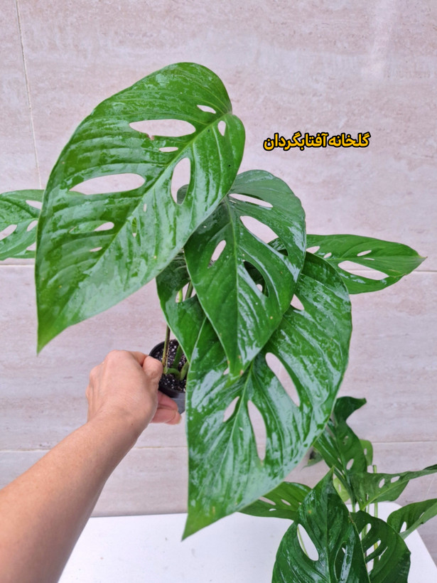 پتوس حصیری (مانسترا آدانسونی )سایز نشایی پک سه عددی