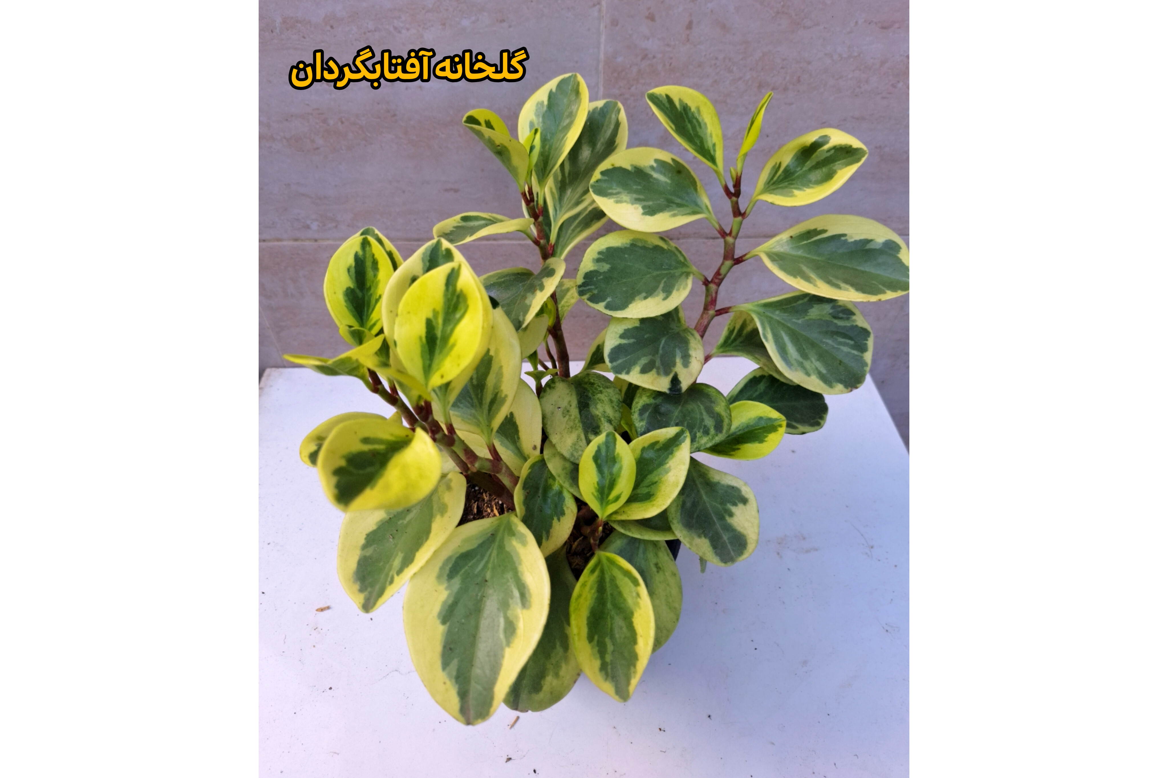 گل قاشقی ابلق  پر شاخه