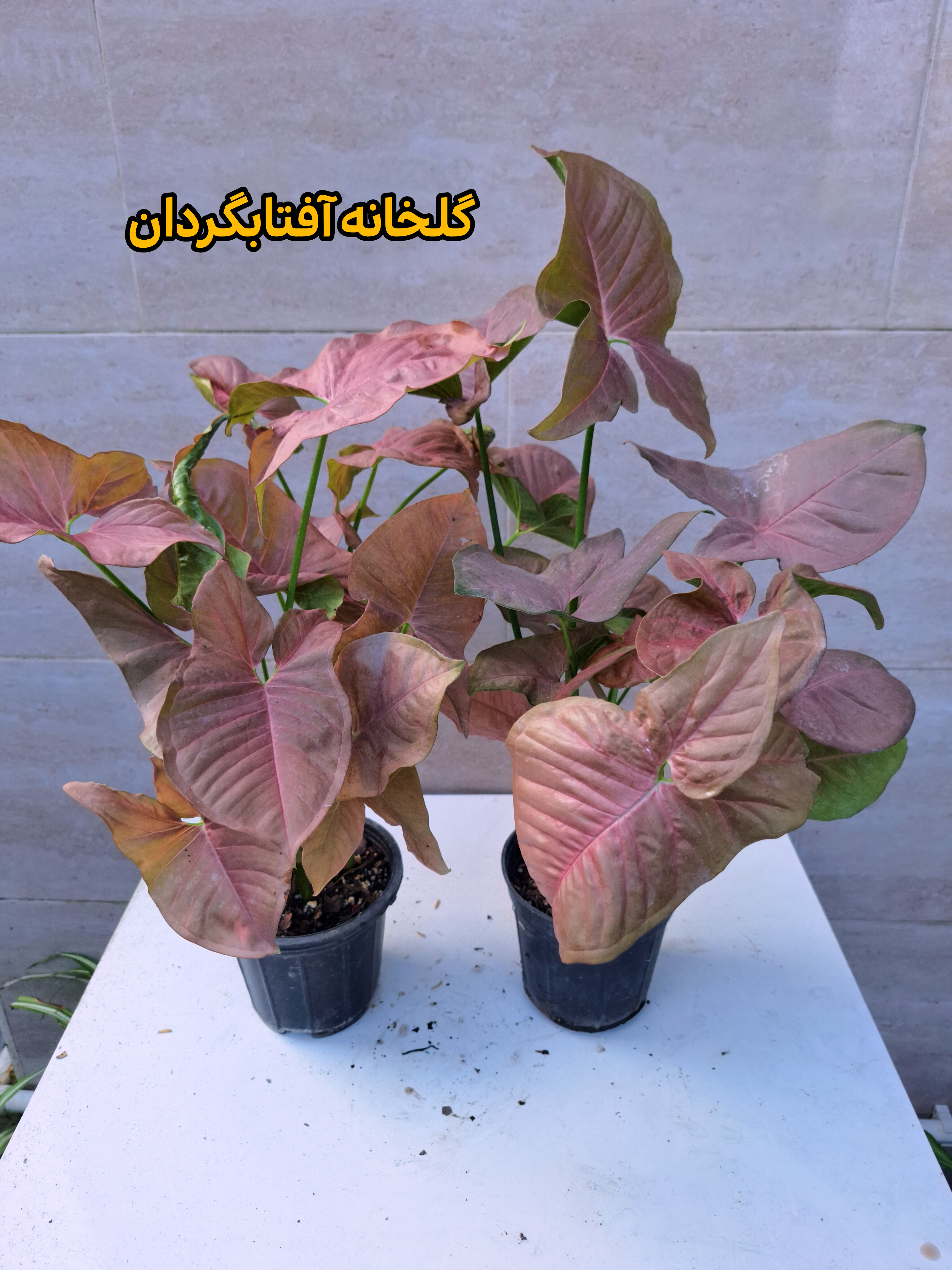 سینگونیوم صورتی پر بوته