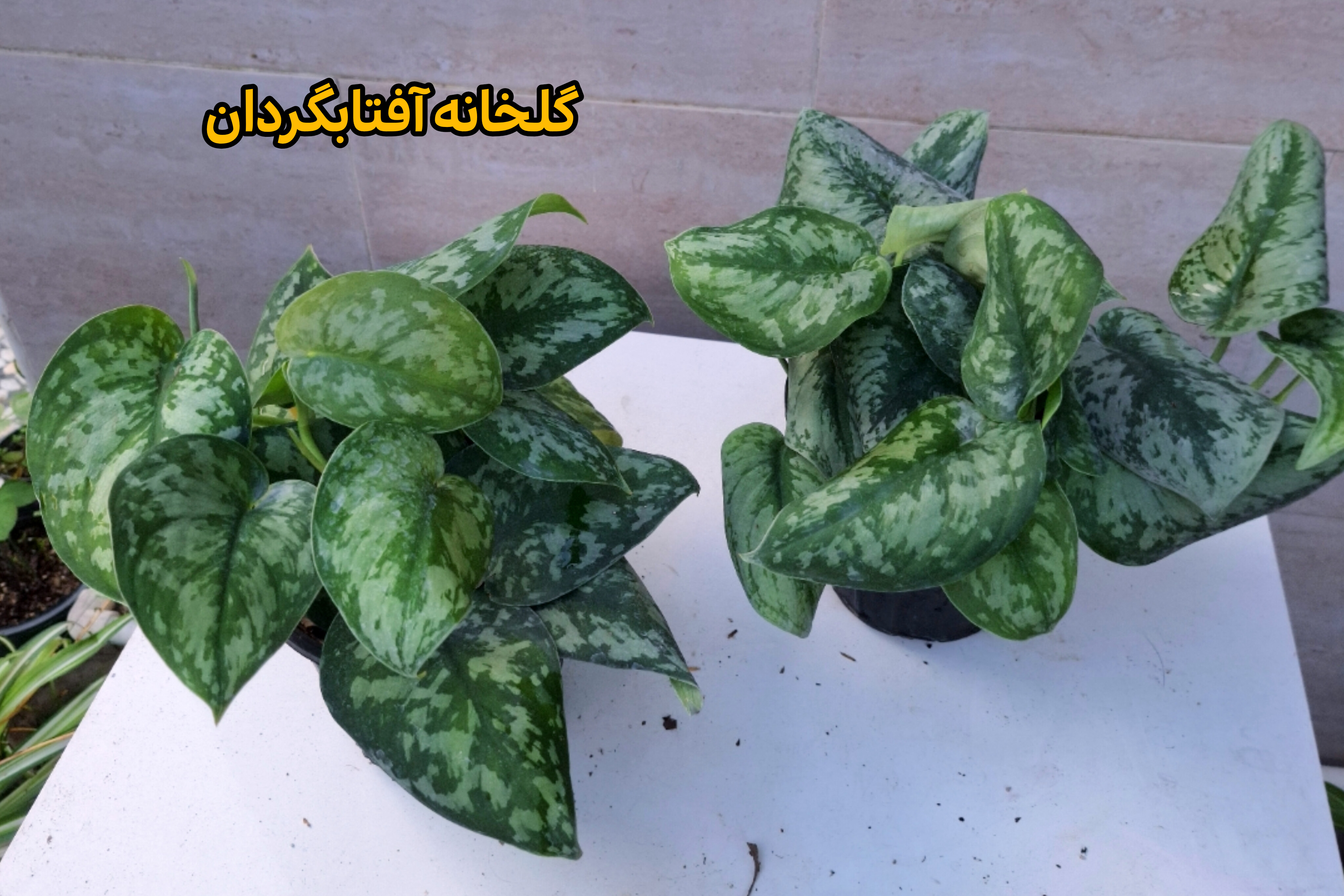 پتوس ببری پر بوته  گلدان ۳