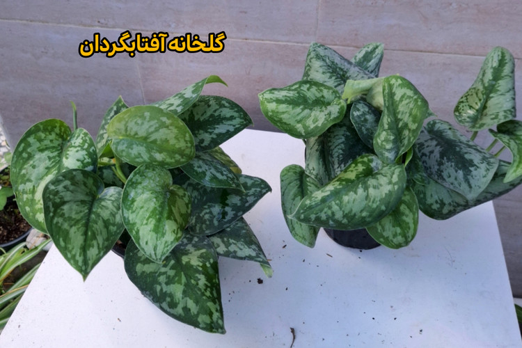پتوس ببری پر بوته گلدان ۳